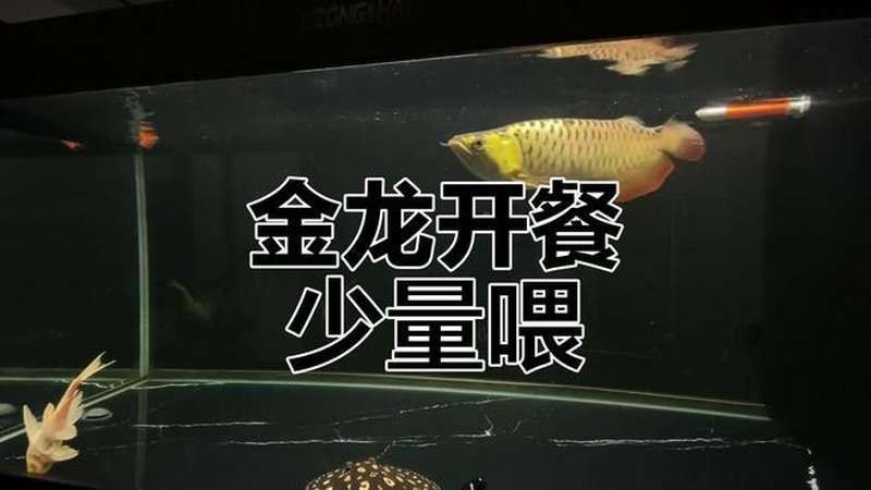 紅龍魚喂食視頻播放器