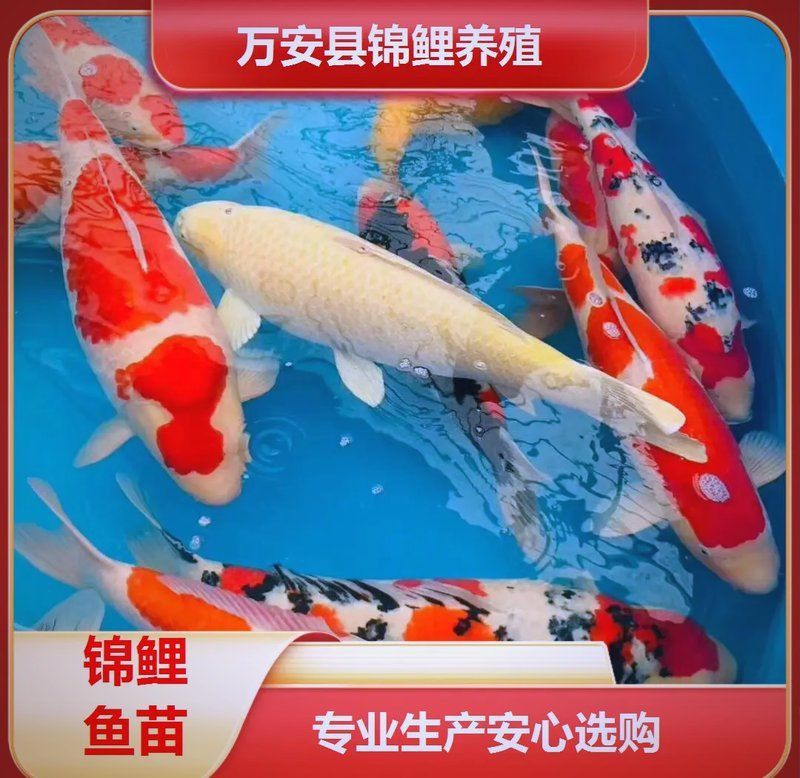 錦鯉體質(zhì)10個征兆