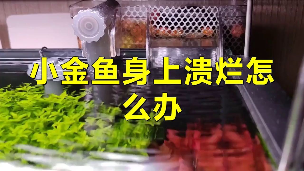 金魚受傷后多久換一次水？