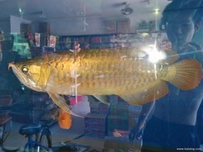 金龍魚中的極品：根據搜索結果整理的幾種常見的金龍魚品種