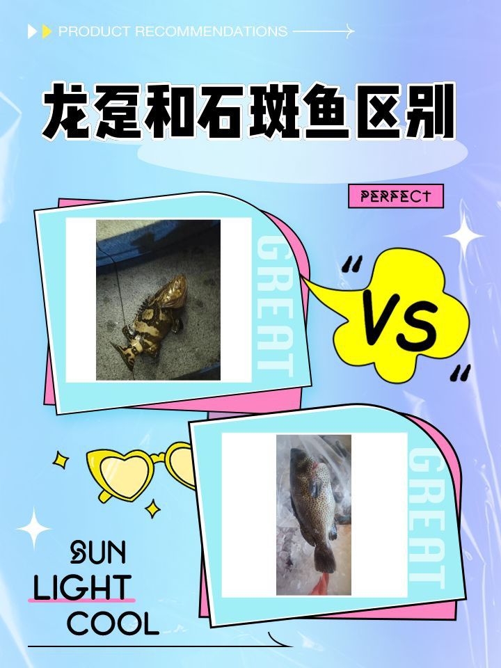 龍躉和東星斑哪個貴