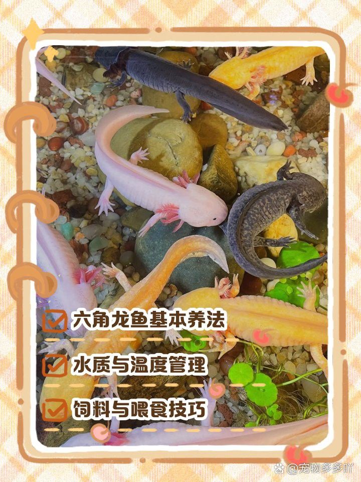 熒光色系六角龍需要特殊的飼料嗎？