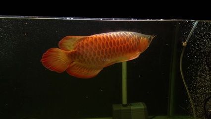十大金龍魚飼料品牌排行：十大金龍魚飼料品牌排行榜 十大金龍魚飼料品牌排行：十大金龍魚飼料品牌排行榜 龍魚百科 第1張