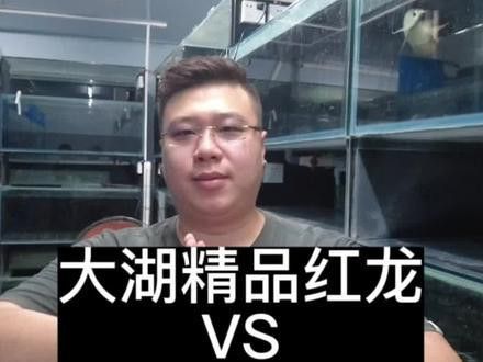 印尼紅龍魚(yú)圖片高清壁紙大全