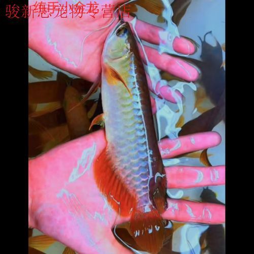 印尼紅龍魚(yú)圖片高清壁紙大全