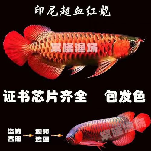 印尼紅龍魚(yú)圖片高清壁紙大全