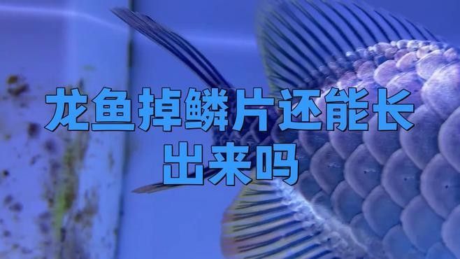 龍魚再生鱗片如何處理？