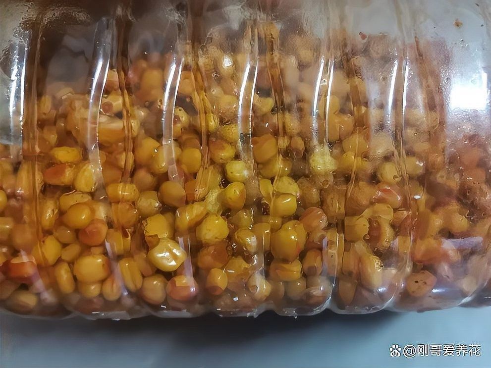 金龍魚餌料玉米