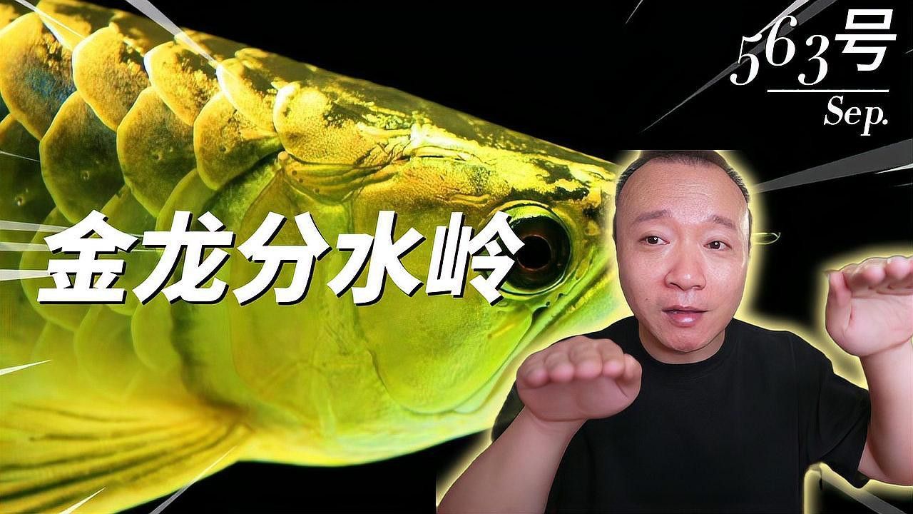 和興賽級超神龍魚怎么樣