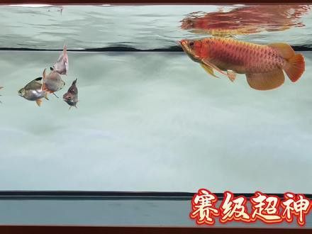 和興賽級超神龍魚怎么樣