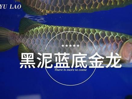 和興賽級超神龍魚怎么樣