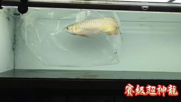 和興賽級超神龍魚怎么樣