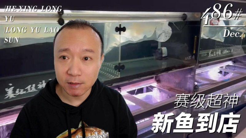 和興賽級超神龍魚怎么樣