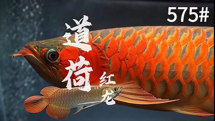 和興賽級超神龍魚怎么樣