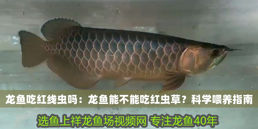 龍魚吃紅線蟲嗎：龍魚能不能吃紅蟲草？科學喂養指南