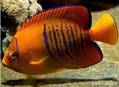 龍魚吃紅線蟲嗎：龍魚能不能吃紅蟲草？科學喂養指南