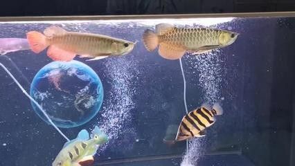 龍魚交流群：關于龍魚交流群的一些信息
