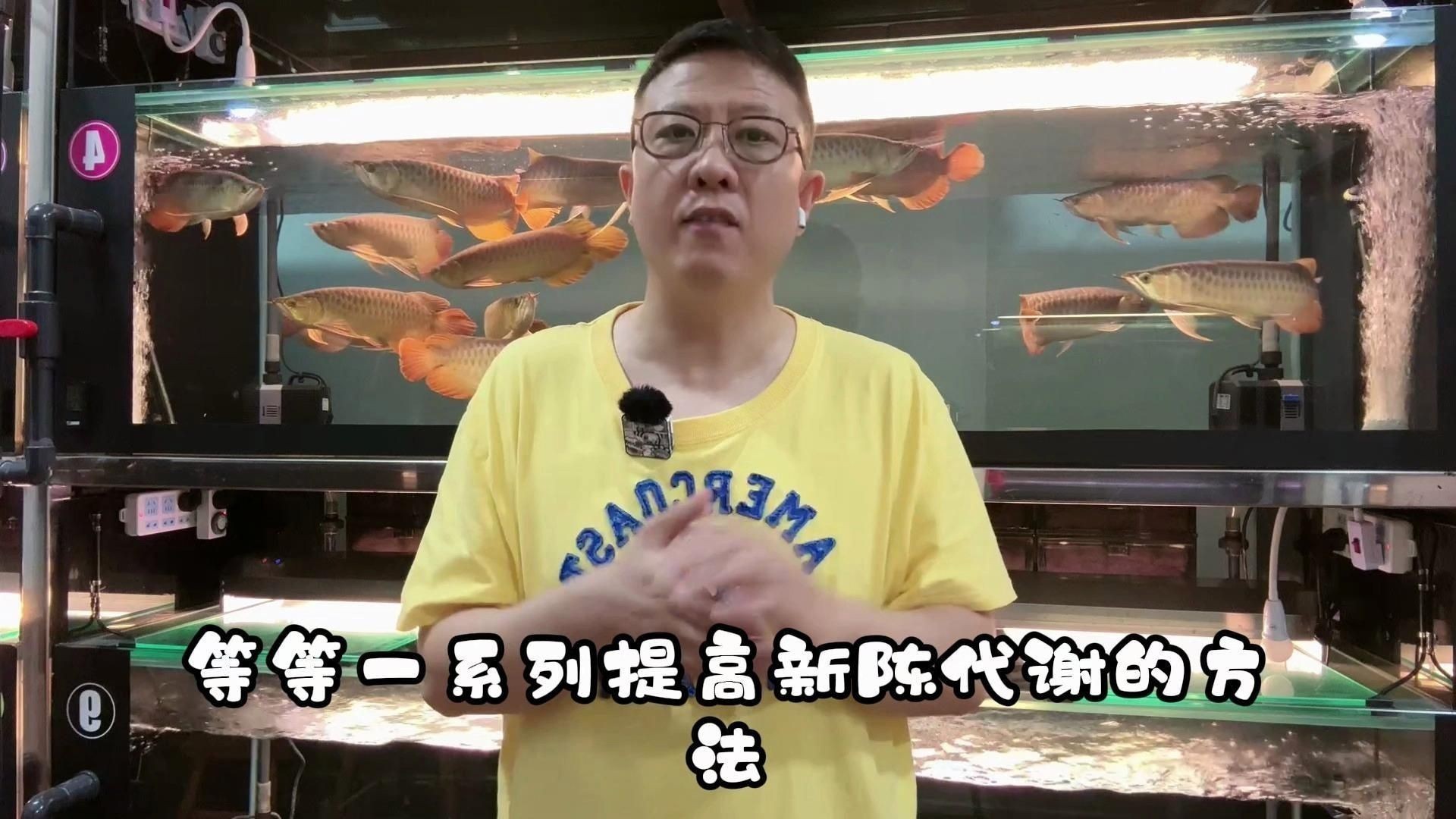 紅龍魚變色原因探究