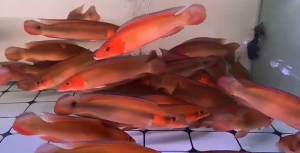 胭脂孔雀龍魚過(guò)背與普通品種的區(qū)別：胭脂孔雀龍魚與普通孔雀魚的主要區(qū)別