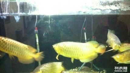 最便宜的龍魚（最便宜的龍魚品種是什么？）