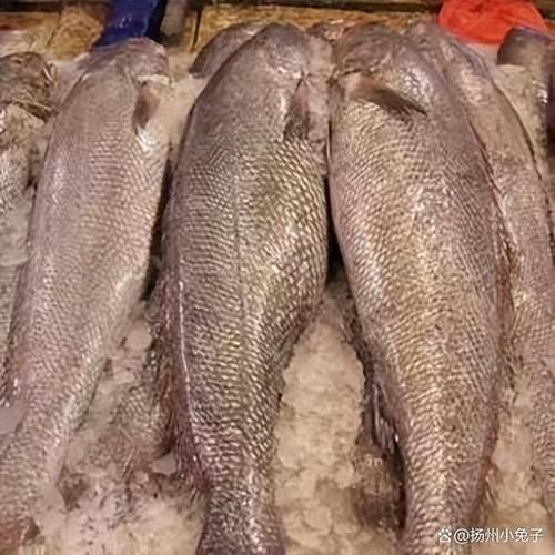 鮸魚(yú)圖片