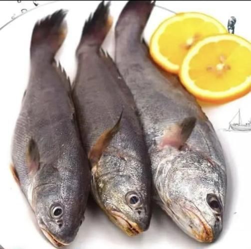 鮸魚(yú)圖片