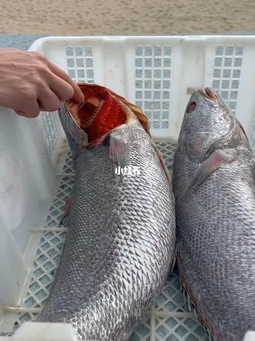 鮸魚(yú)圖片