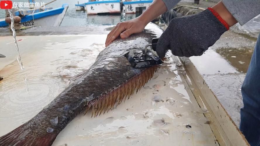 鮸魚(yú)圖片