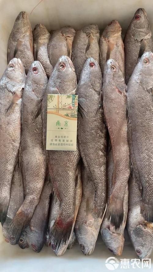 鮸魚(yú)圖片