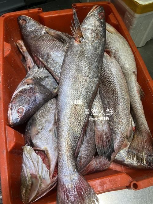 鮸魚(yú)圖片