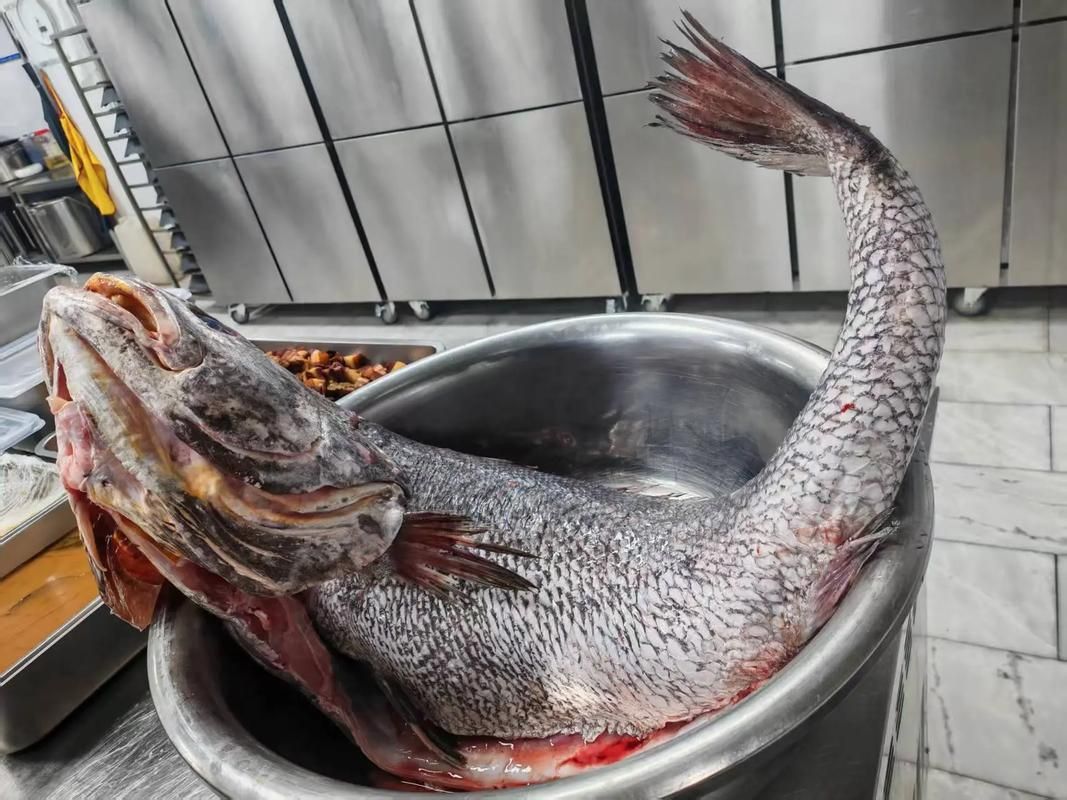 鮸魚(yú)圖片