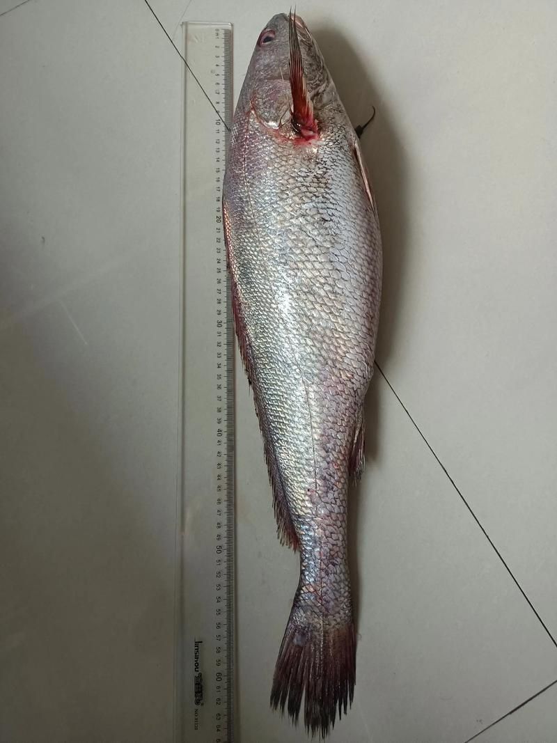 鮸魚(yú)圖片