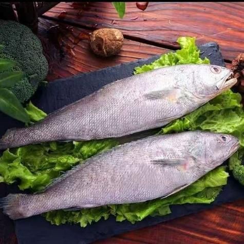 鮸魚(yú)圖片