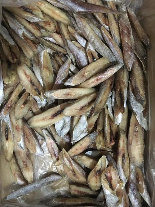 鮸魚(yú)圖片
