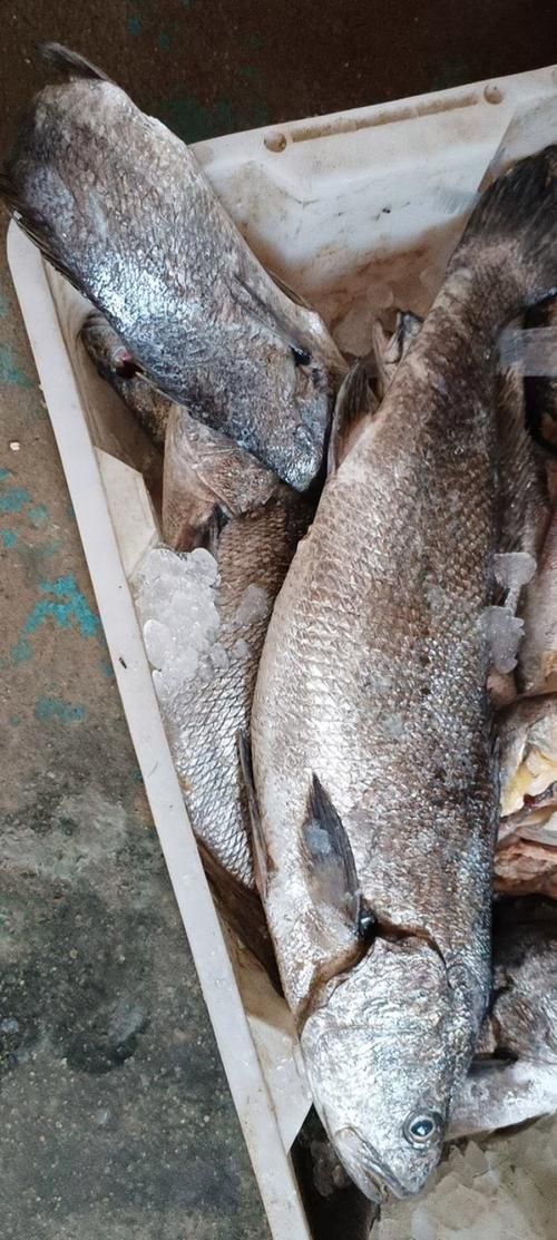 鮸魚(yú)圖片