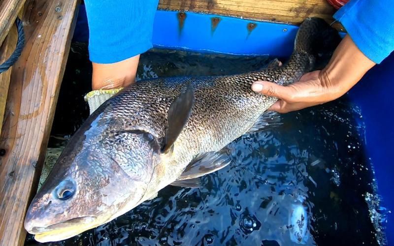 鮸魚(yú)圖片