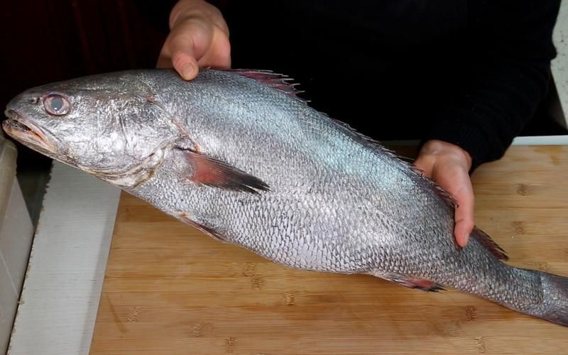 鮸魚(yú)圖片