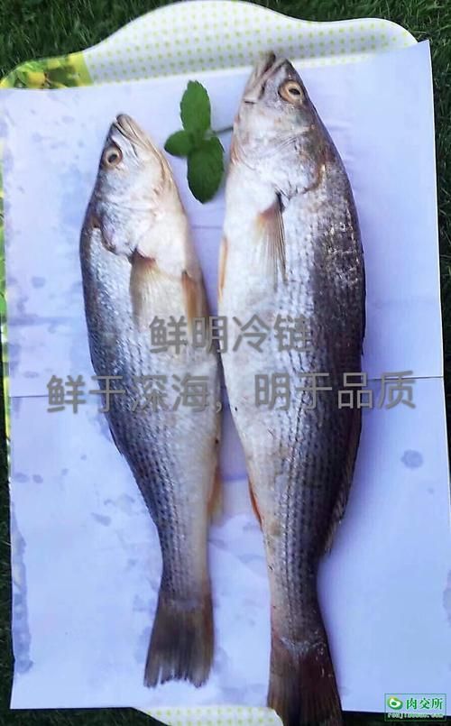 鮸魚(yú)圖片