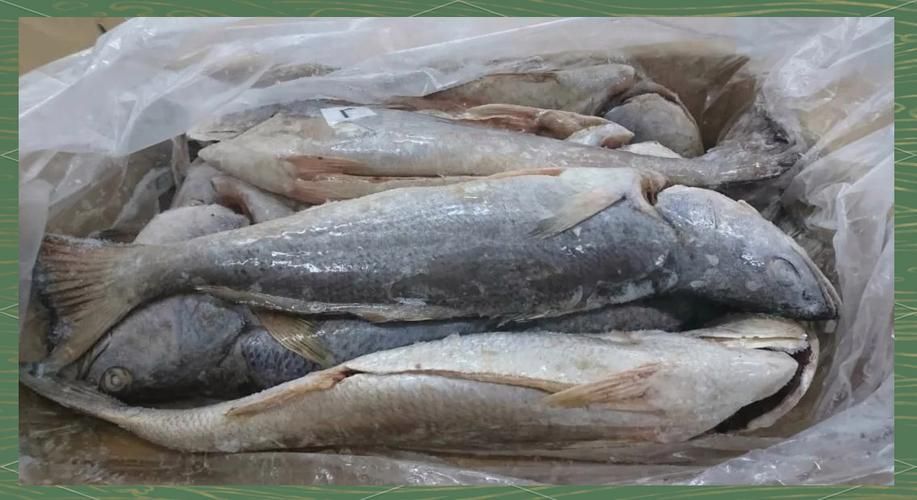 鮸魚(yú)圖片