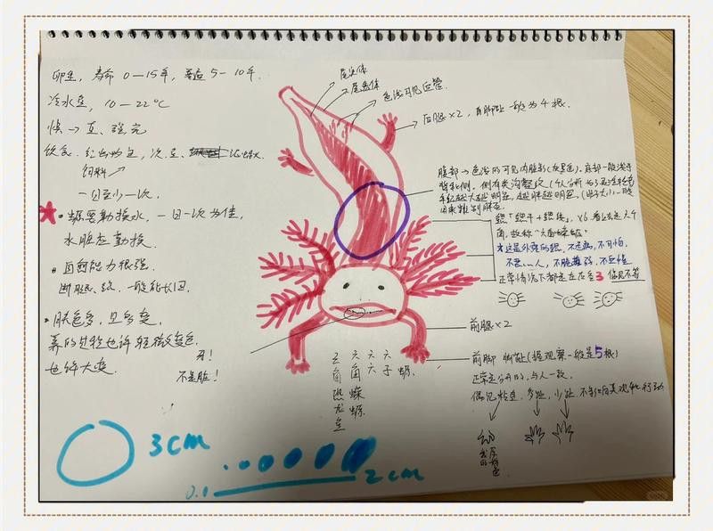 六角恐龍魚耐寒嗎