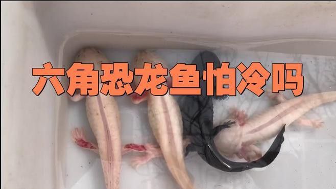 六角恐龍魚耐寒嗎