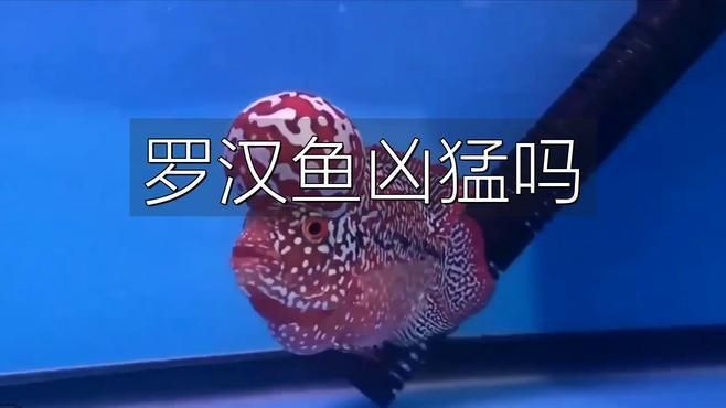 羅漢魚哪種不兇