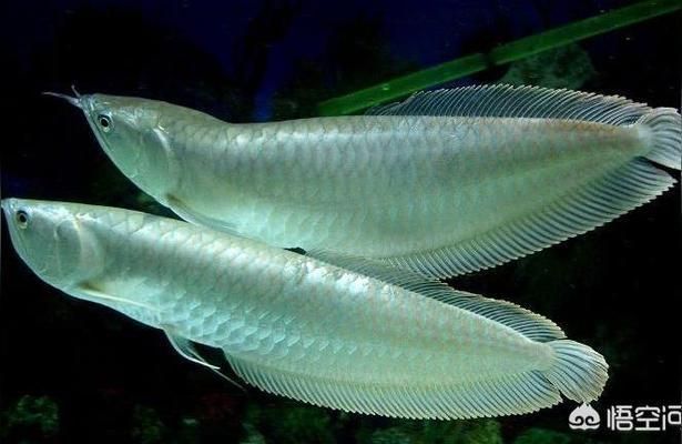 紅眼銀龍魚：紅眼銀龍魚光照需求詳解紅眼銀龍魚光照需求詳解
