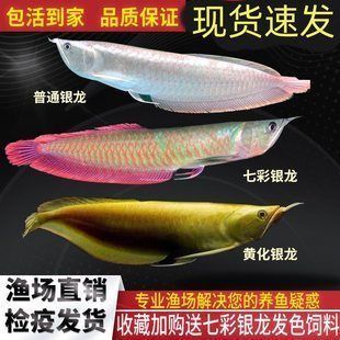 紅眼銀龍魚：紅眼銀龍魚光照需求詳解紅眼銀龍魚光照需求詳解