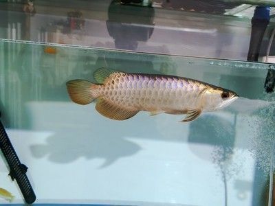 龍魚驅蟲和檢疫的區別：關于龍魚驅蟲和檢疫的詳細區別