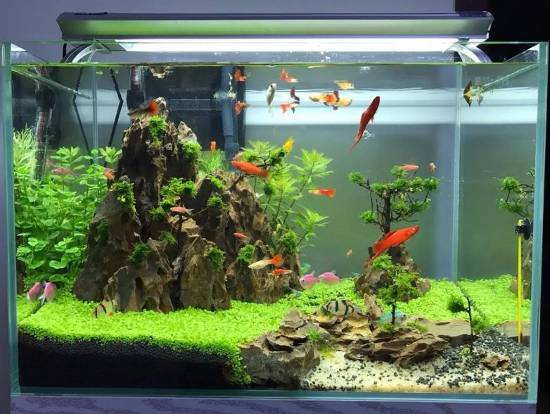 負壓魚缸圖片大全集（instagram負壓魚缸設計圖欣賞負壓魚缸實物高清圖）