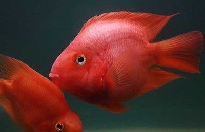 龍魚和羅漢混養(yǎng)好嗎：如何判斷龍魚和羅漢魚是否適合混養(yǎng)？