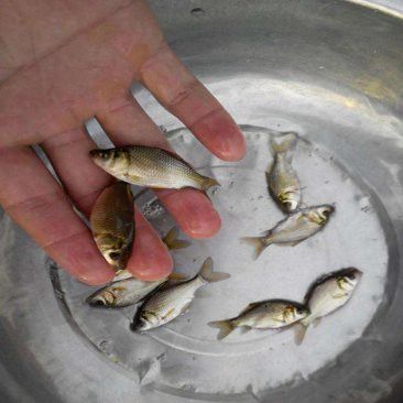 安龍魚苗批發市場在哪里有