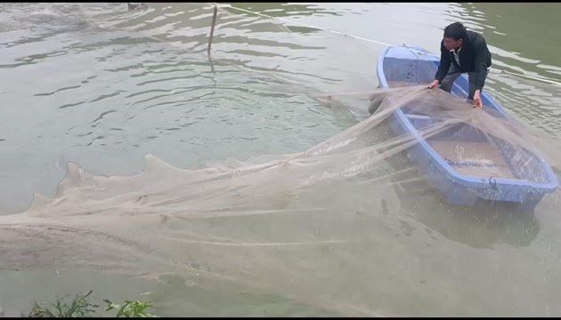 安龍魚苗批發市場在哪里有