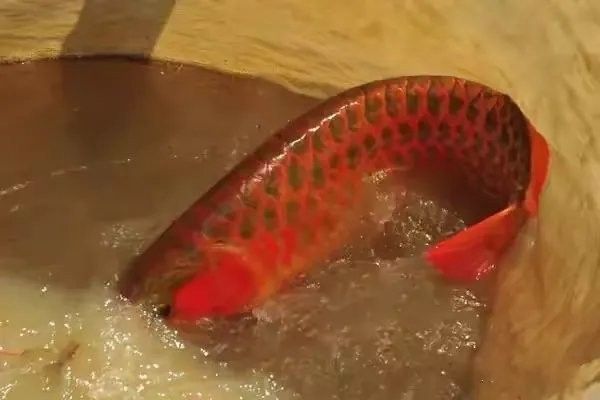 龍魚斜著游是怎么回事兒